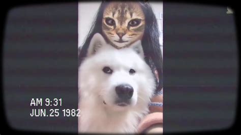 Cats are wonderful pets and great to have around, but they—like people—have a wide variety of personalities. Cats Scared Of Cat Mask Filter Do🐈🐩 - YouTube