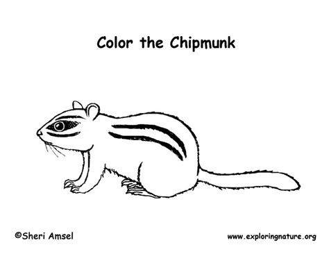 All rights belong to their respective owners. Chipmunk Coloring Page