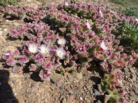 We did not find results for: San Benito Island Frosted Ice Plant 240215 | JOHN DAVISON ...