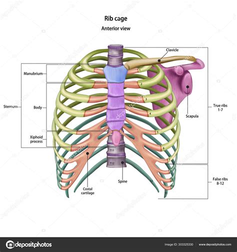 In this assignment, students color the various parts of the skeletal system and then answer some follow. Bones of the human chest. Rib cage bones with the name and ...