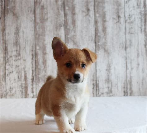The search tool above returns a list of breeders located nearest to the zip or postal. Braylin - a Pembroke Welsh Corgi dog for sale in Fort ...