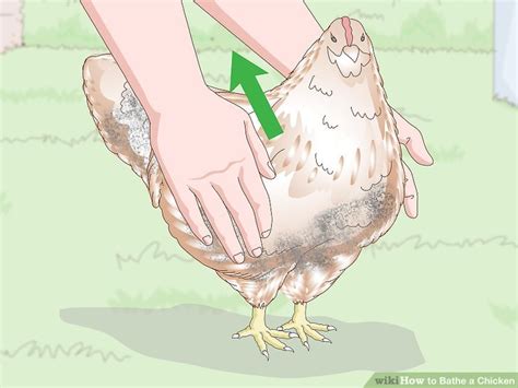 Once you have your supplies, start running warm water and fill the tub to about 3 inches deep. How to Bathe a Chicken (with Pictures) - wikiHow