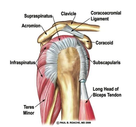 This image shows the anatomy of the shoulder joint from posterior view displaying the bones, tendons and muscles of the joint in relation to each other. Rotator Cuff: "The Core" of the Shoulder | Duncan Sports ...