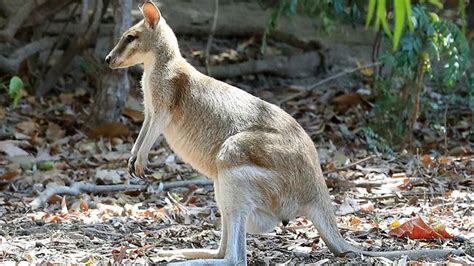 Auf dieser seite finden sie unsere zahlreichen unterstützer, welche unsere wallabies junioren mit. Bluewater estate builders get councillor's tick on ...