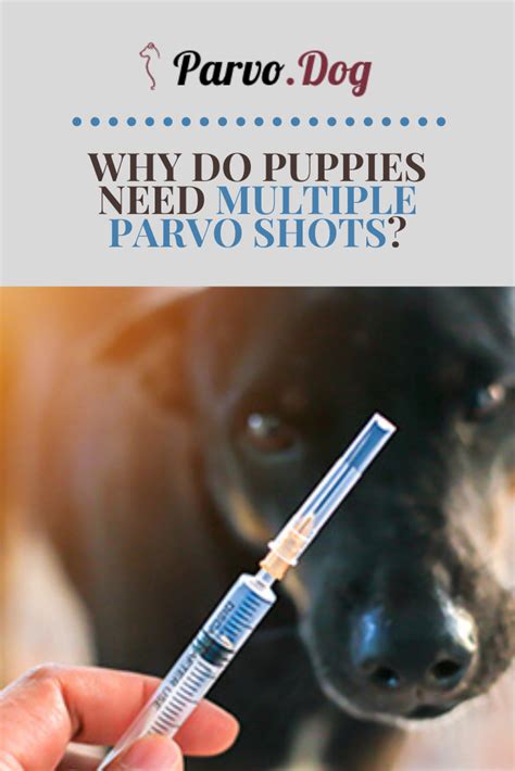 Puppies normally get their first shots around 8 weeks old, but they can be given earlier if needed this kind or reaction usually occurs within a few hours of the vaccination. Why do puppies need multiple Parvo shots? | Parvo, Puppies ...