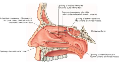 Section selection was based on the presence of the main nasal structures and of distinct. Timesmed | Health | Introduction to Divisions and ...