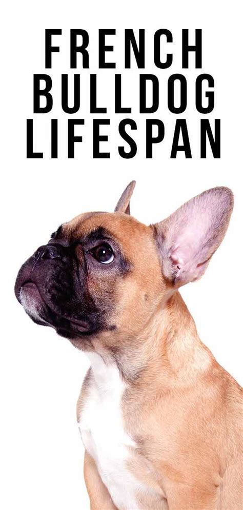 French Bulldog Lifespan - How Long Do Frenchies Live ...