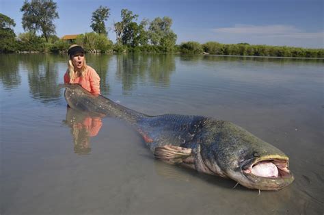 Now you can enjoy fishing even in poorly accessible and remote locations. Babs Kijewski treedt toe tot het team van Abu Garcia ...