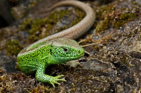 16 bände in 32 teilbänden. Eidechsen Posing Foto & Bild | tiere, wildlife, amphibien ...