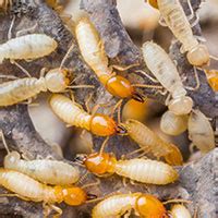 Termites are some of the most destructive pests to threaten your home. Anchor Pest Control | Pest ID | Pensacola FL