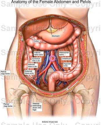 The abdomen contains all the digestive organs, including the stomach, small and large intestines, pancreas, liver, and gallbladder. Anatomy Of The Female Abdomen And Pelvis, Cut away View ...