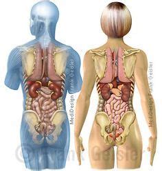 Das rückenmark bildet die brücke zur nachrichtenvermittlung zwischen gehirn und restlichem körper. Anatomie Mensch, innere Organe Frau und Mann, Ansicht ...