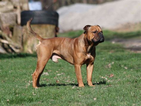 AP Nimrod in 2020 | Continental bulldog, Bulldogge, Welpen