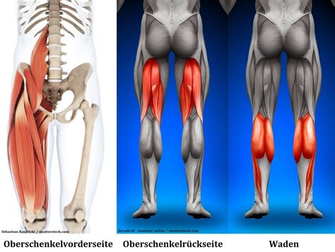 Ans rechte knie legen und das bein 15 x nach vorne. Die Beinmuskulatur | fitmachtgesund.de