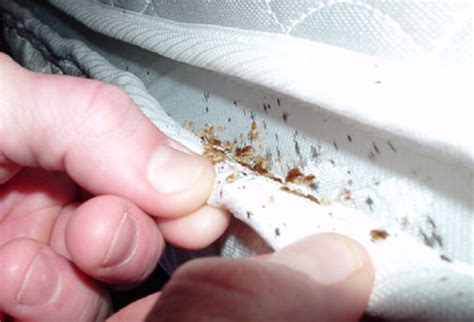 Understanding the behavior of bed bugs (how they eat, live, and reproduce) will help you to find an infestation before it becomes established and to the rusty or tarry spots found on bed sheets or in bug hiding places are because 20% of the time adults and large nymphs will void remains of earlier. How to Check Mattress for Bed Bugs | Memory Foam Talk