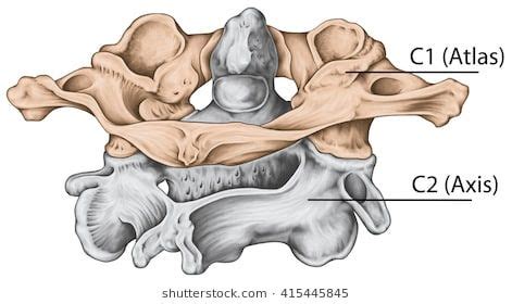Atlas və ox vertebrae, vertebral sütunun iki servikal vertebrasıdır. Didactic board, cervical spine, vertebral morphology ...