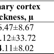 Check spelling or type a new query. (PDF) Studies on the root anatomy of rubber producing ...