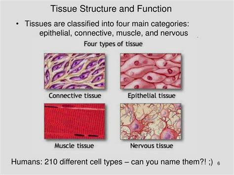 An animal connective tissue cell bathed in isotonic body fluid. PPT - What things to animals do to maintain homeostasis ...