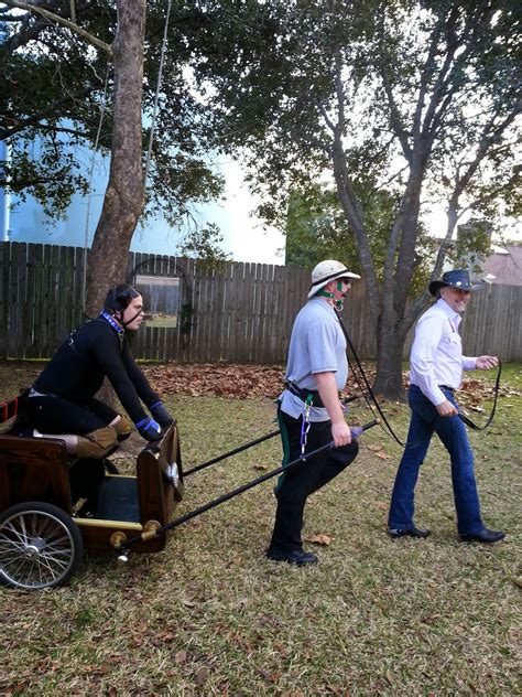 In cold and inclement weather this training is accomplished on an indoor track, on the larger dairy farms or on treadmills on the smaller farms or when the cow slaves are stalled in a garage. Fencewood Stables