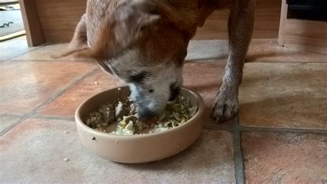 They look great but are always hungry. Should Every Old Dog Eat Senior Dog Food - Caring for a ...