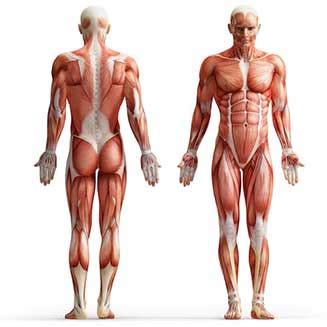 Muscle pain (myalgia) is a common complaint and is most frequently related to overuse or muscle injury from unaccustomed exercise or work. Muscle Pain, Chronic Myalgia - Complete Pain Care