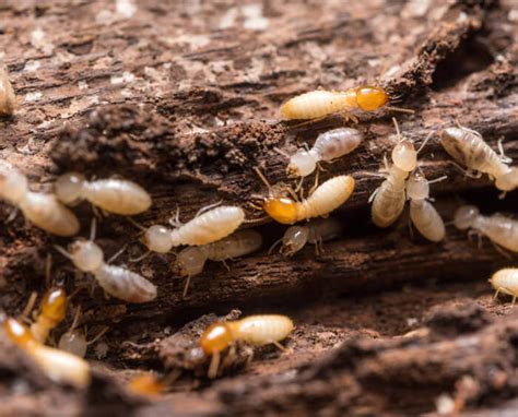 You can call at +1 410 574 2661 or find more contact information. Termite Control Services Melbourne FL | Florida Pest Pros