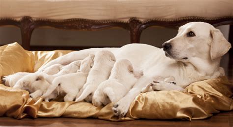 When are puppies fully weaned? When Can Puppies Leave Their Mothers?
