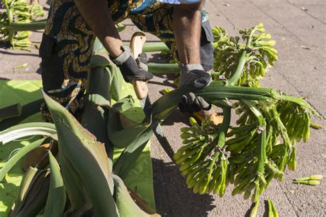 We also offer a wide selection of low maintenance, flowering trees & shrubs that will wow you time and time again. Harvesting Edible Agave Flowers in Texacoco | SALAD for ...