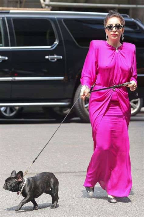 Koji (little one) is a male dog of breed french bulldog (born january 14, 2015). Lady Gaga Dog Walking Fashion - 10 Outfits Lady Gaga Wore to Walk Her Dog