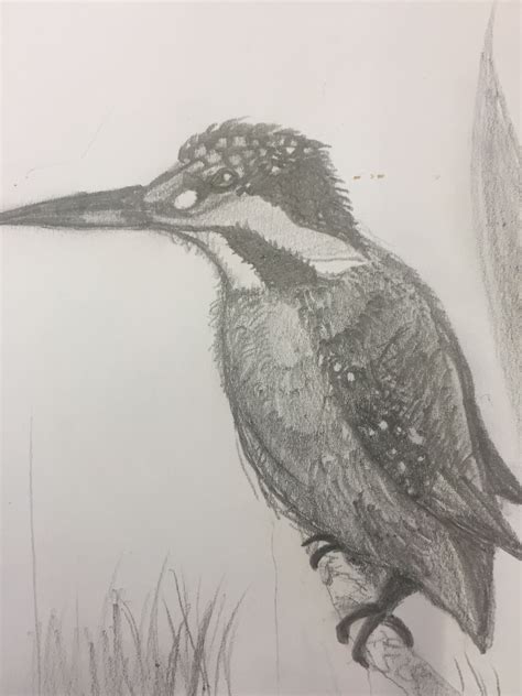 I hope you have already firmly grasped that before taking up a beautiful drawing, you must draw a schematic sketch with a pencil. Pencil kingfisher drawing first attempt | Drawings, Art ...