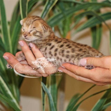 Bengal kittens, savannah kittens, serval kittens and cracal kittens in our large breeding program, all of our kittens are exposed to an appropriate amount of uv lighting. F2 Savannah Kittens for Sale | Savannah Cat Breed