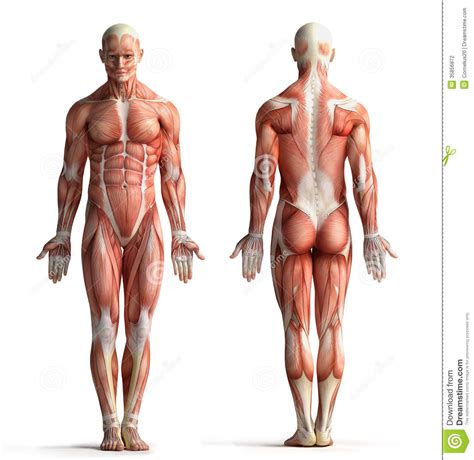 These 2 large muscles in the upper and middle of the back are the traps. Male anatomy view stock illustration. Illustration of ...
