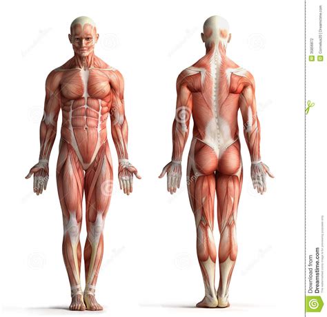 Originates from the spine in the upper back and attaches to the scapula inferior to the levator scapulae attachment. Male anatomy view stock illustration. Illustration of ...