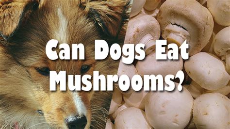 Maybe you would like to learn more about one of these? Are Mushrooms Good For Dogs To Eat - petfinder