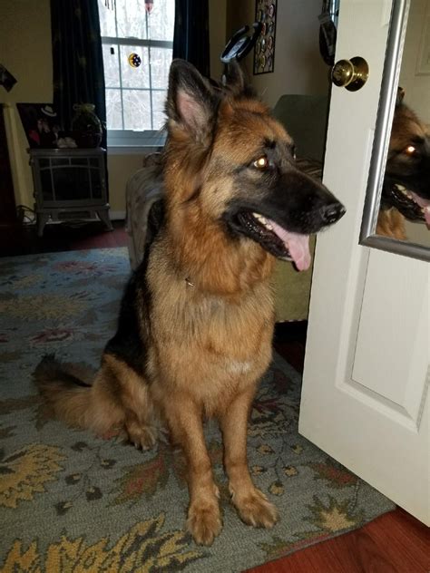 Urgent gsd rescue & adoption. German Shepherd Puppy Adoption Nj