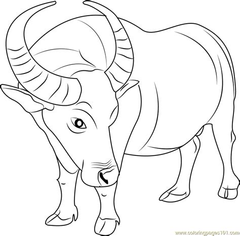 African buffalo watercolor painting print by slaveika aladjova, art, animal, illustration, home decor, nursery, gift, wildlife, wall art, • printed. Buffalo Drawing at GetDrawings | Free download