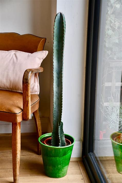 How fast do cacti grow? Pin on plants