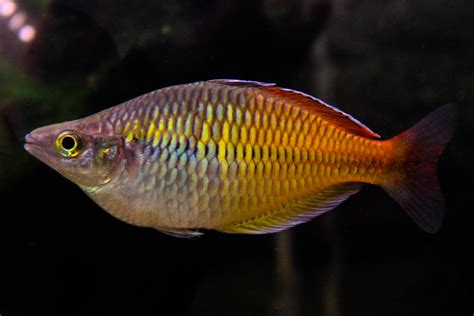 Melanotaenia boesemani.adalah nama latin ikan ini. Boeseman's rainbowfish (Melanotaenia boesemani) by ...