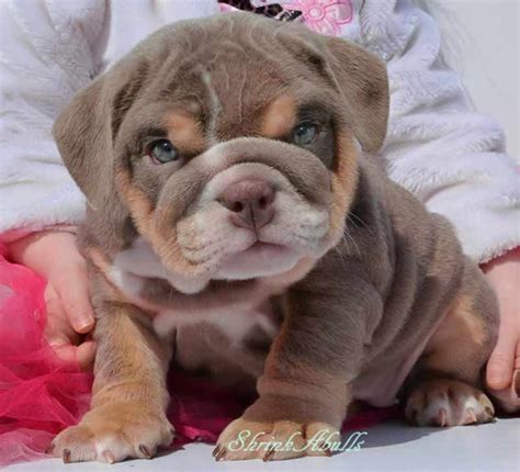 They are also one of the most expensive color types in the english bulldog world. Tri Color Merle French Bulldog Price