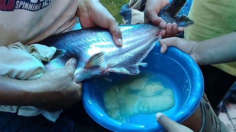 Gobang maju patin tempoyak probably the most famous of all the restaurants in temerloh that's dedicated to serving ikan patin. Pemijahan ikan Patin sistem buatan terbaru - YouTube