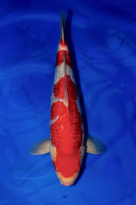 2.179 zoekertjes voor koi in dieren en toebehoren. Gin Rin Kohaku | Gin Rin Kohaku Koi Fish for Sale