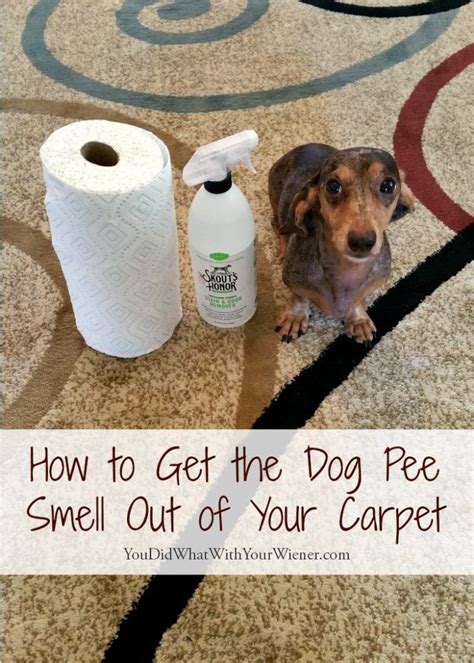 Once the carpet is completely dry, vacuum the area to restore the carpet's original pile texture.and that's how to get mascara out of carpet. How to Get the Dog Pee Smell Out of Your Carpet | Dog pee ...