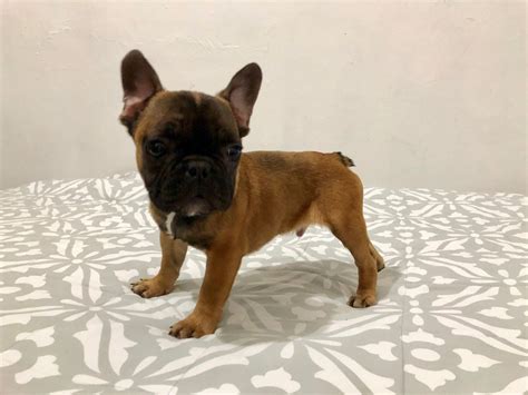 It has a massive body, with a large and square head, and a broad muzzle. French Bulldog Puppies For Sale | New York, NY #289592