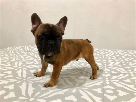 Proven reputable breeders with hundreds of healthy purebred puppies for sale! French Bulldog Puppies For Sale | New York, NY #289592