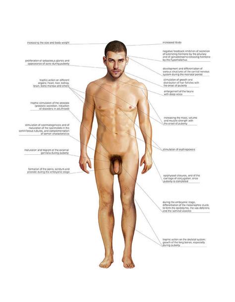 Not only is it among. Male Genital System Art Print by Asklepios Medical Atlas