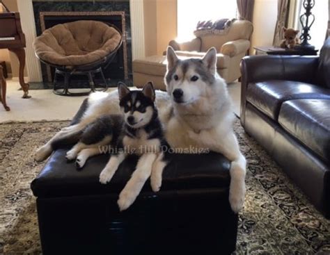 German shepherd puppies california puppies for sale. Testimonials | Whistle Hill Puppies