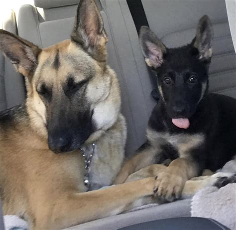 Quality upstate breeders dedicated to providing happy and healthy puppies to families throughout ny, nj, ma and vt. German Shepherd Puppies For Sale | West Henrietta, NY #204187