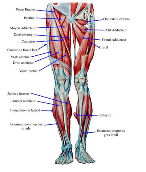 Human muscle system, the muscles of the human body that work the skeletal system, that are under voluntary control, and that are concerned with movement, posture, and this chart is beautifully illustrated and offers the most comprehensive look at the muscles of the human leg available. Human Leg Muscles Diagram . Human Leg Muscles Diagram ...