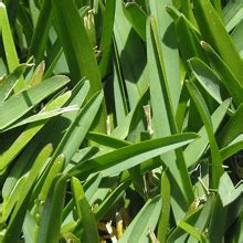 The decline of the roman empire, italian: Mississippi Lawns | TruGreen Midsouth