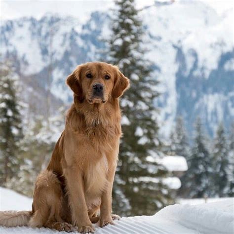 The golden retriever, some portion of the donning gathering of dogs, was initially reared as a chasing partner for recovering waterfowl, and keeps on being a standout amongst the most mainstream family puppies in the. Wallace ♥ | Golden puppies, Golden retriever, Snow dogs